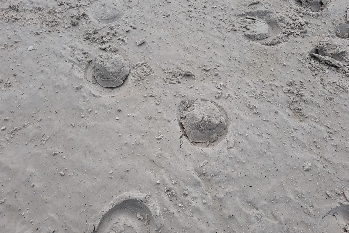 Entretien des sols du manège et de la carrière des Écuries du Bois Clos, écurie de propriétaires Entretien des sols du manège et de la carrière des Écuries du Bois Clos, écurie de propriétaires