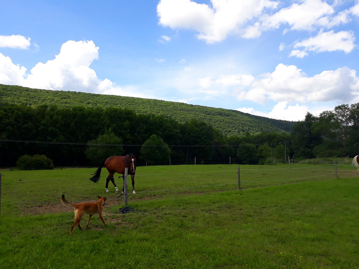 Parcs des Écuries du Bois Clos, centre équestre et écurie de propriétaires dans le pays de Gex Parcs des Écuries du Bois Clos, centre équestre et écurie de propriétaires dans le pays de Gex