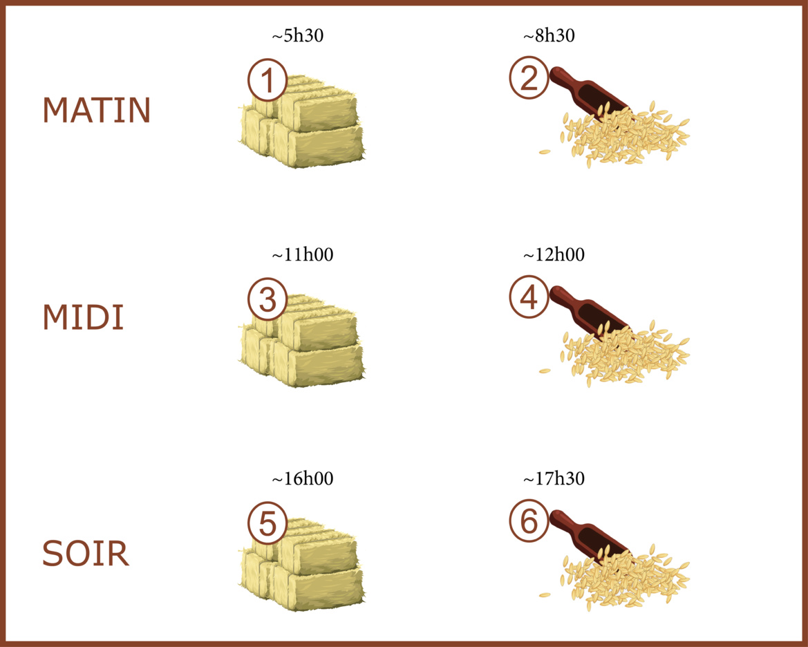 Alimentation aux Écuries du Bois Clos, centre équestre et écurie de propriétaires dans le pays de Gex Alimentation aux Écuries du Bois Clos, centre équestre et écurie de propriétaires dans le pays de Gex
