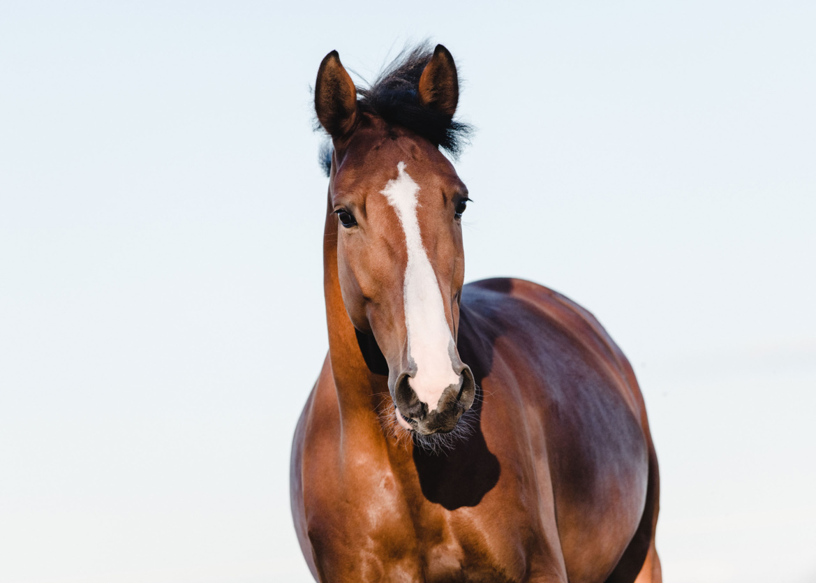Les partenaires des Écuries du Bois Clos Les partenaires des Écuries du Bois Clos