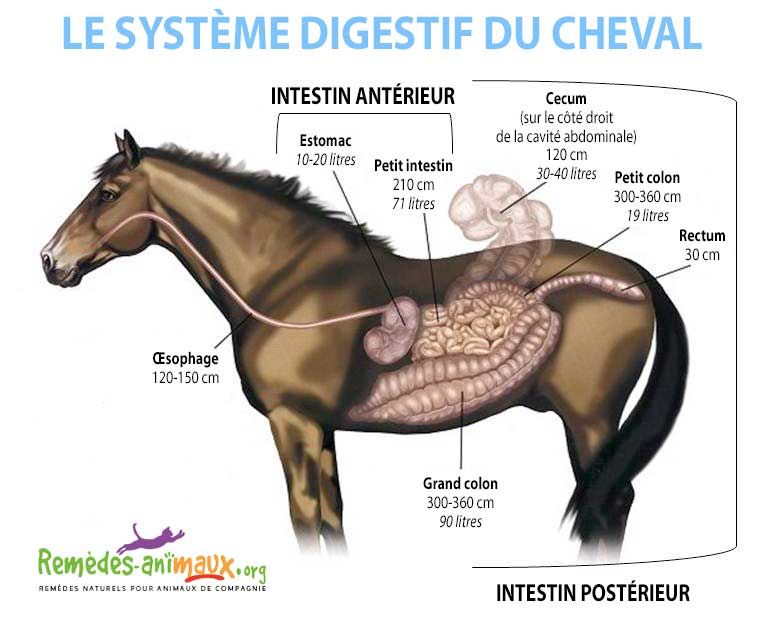 Les Écuries du Bois Clos et leur sensibilité à l'appareil digestif du cheval
