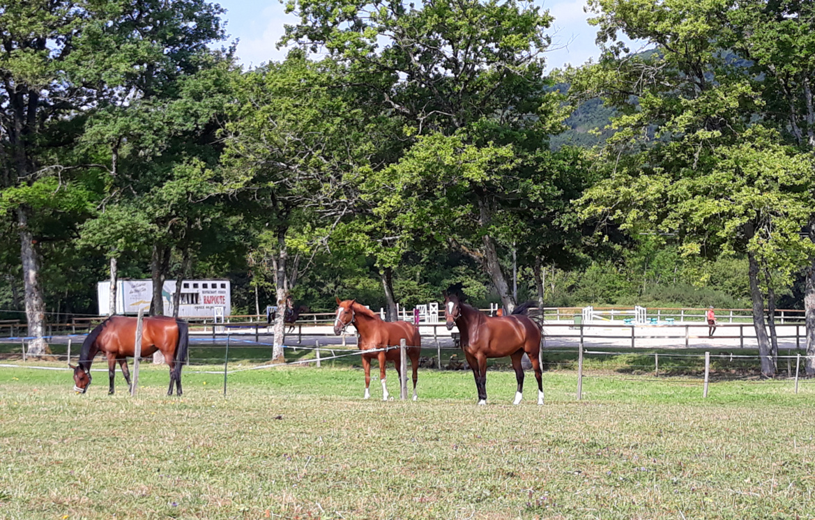 L'importance des sorties quotidiennes dans un centre équestre L'importance des sorties quotidiennes dans un centre équestre