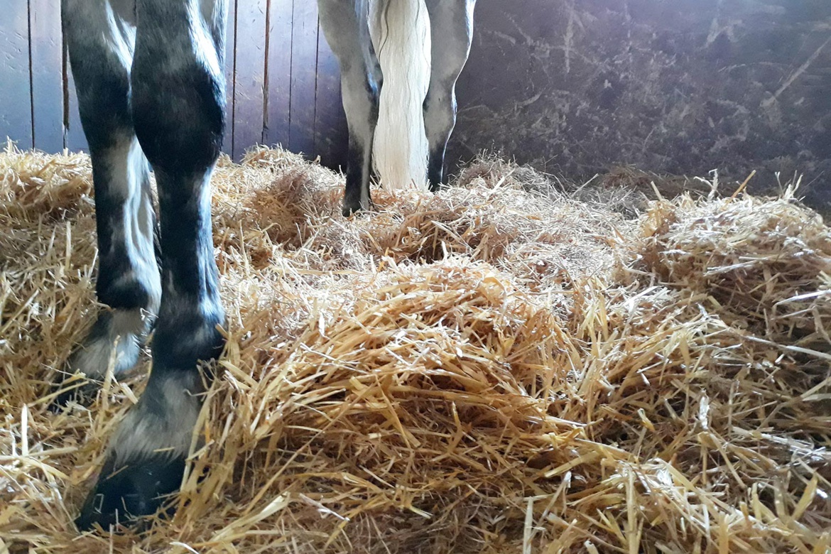 Entretien des box aux Écuries du Bois Clos, centre équestre dans le Pays de Gex Entretien des box aux Écuries du Bois Clos, centre équestre dans le Pays de Gex