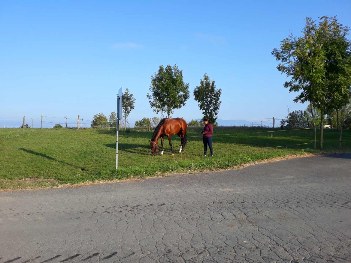 Séance chill out sous le soleil de notre écurie dans le pays de Gex ! Séance chill out sous le soleil de notre écurie dans le pays de Gex !