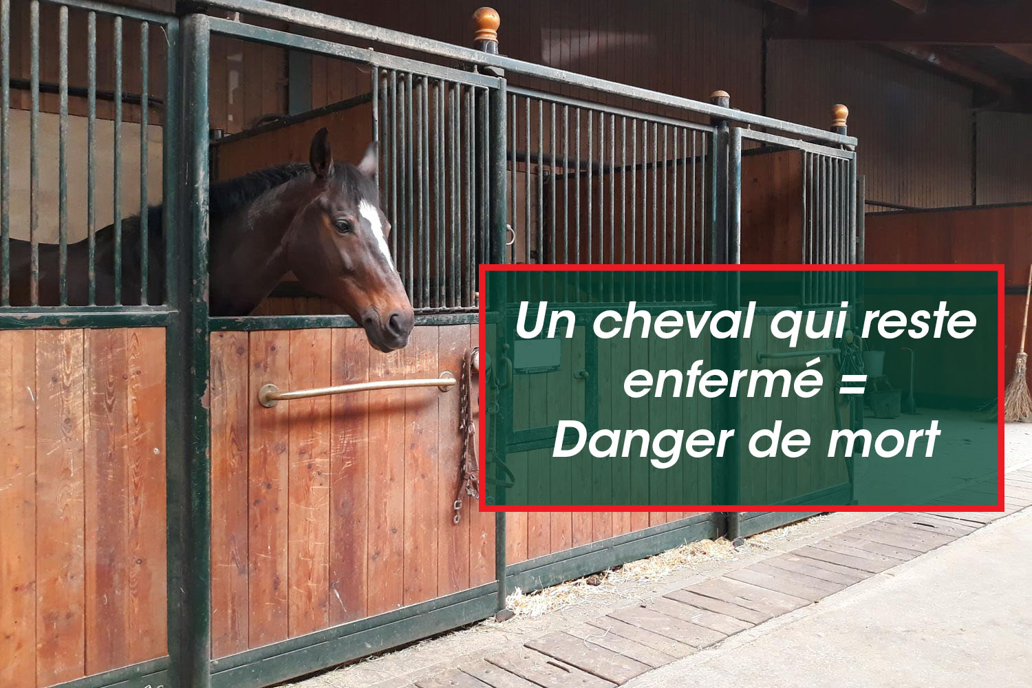 Confinement pour nos chevaux aux Écuries du Bois Clos