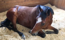 Lit douillet pour la sieste de Gaïa au barns des Écuries du Bois Clos !