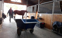 Lunch time aux Écuries du Bois Clos : distribution de nourriture pour les chevaux dans notre centre équestre dans le Pays de Gex 