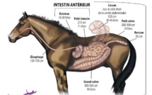 Les Écuries du Bois Clos et leur sensibilité à l'appareil digestif du cheval