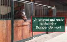 Confinement pour nos chevaux aux Écuries du Bois Clos